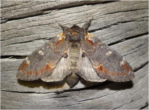 Notodonta dromedarius